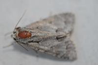 Acronicta psi