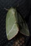 Bena bicolorana