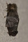 Thaumetopoea processionea