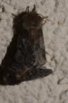 Thaumetopoea processionea