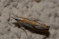 Catoptria pinella