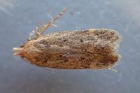 Bryotropha terrella