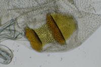 Bryotropha terrella