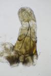 Bryotropha terrella