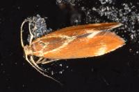 Metalampra italica