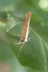 Argyresthia semitestacella