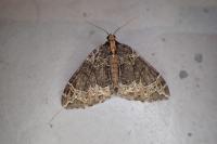 Ecliptopera silaceata