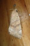 Cosmia trapezina