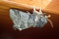 Thaumetopoea processionea