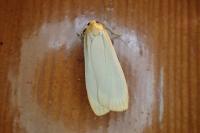 Katha depressa