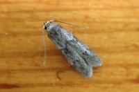 Blastobasis glandulella