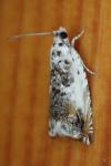 Ancylis laetana