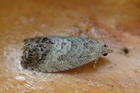 Cydia splendana