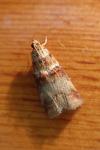 Acrobasis tumidana