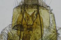 Coleophora flavipennella
