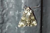 Craniophora ligustri