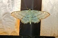 Idaea aversata