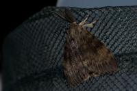 Lymantria dispar