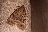 Amphipyra berbera svenssoni