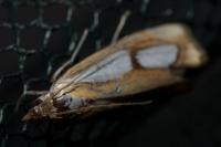 Catoptria pinella