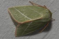 Bena bicolorana