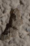 Idaea rusticata