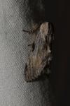 Harpyia milhauseri