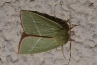 Bena bicolorana