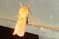 Triodia sylvina