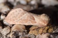 Triodia sylvina