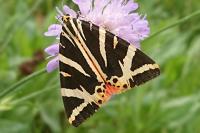 Euplagia quadripunctaria