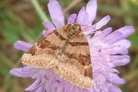 Euclidia glyphica