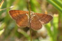 Idaea serpentata