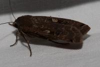 Noctua pronuba