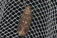 Teleiopsis diffinis