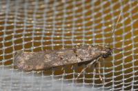 Teleiopsis diffinis