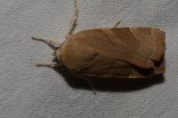 Noctua fimbriata