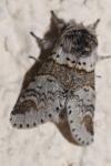 Furcula furcula