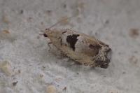 Epinotia ramella