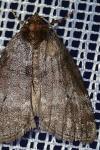 Ochropacha duplaris