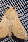 Mythimna vitellina