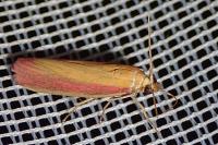 Oncocera semirubella