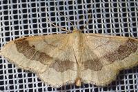 Idaea aversata