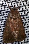 Thalpophila matura