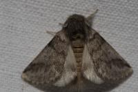 Thaumetopoea processionea