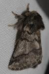 Thaumetopoea processionea