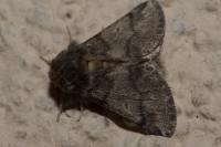 Thaumetopoea processionea