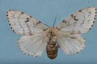 Lymantria dispar