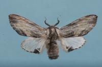 Harpyia milhauseri