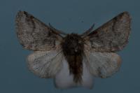 Thaumetopoea processionea